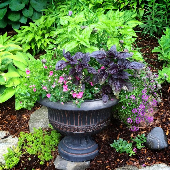 How to plant basil in pots