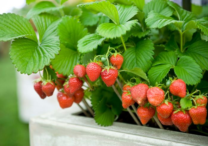 How to plant a strawberry pot