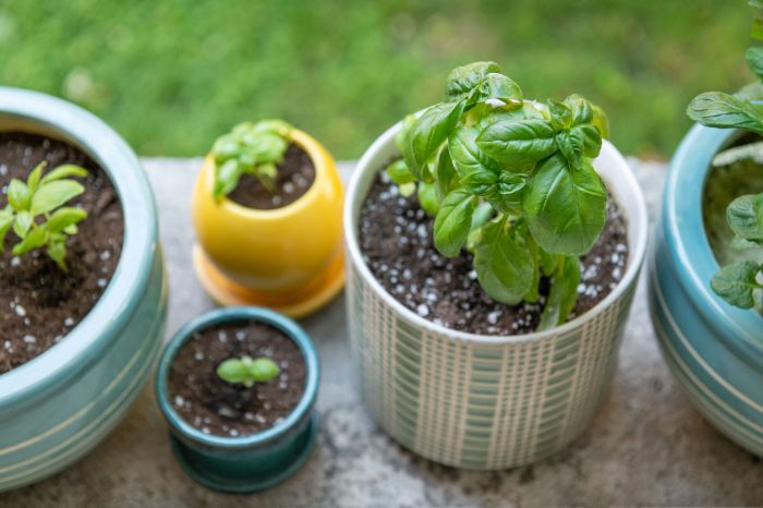 How to plant basil in pots