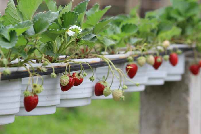 How to plant a strawberry pot