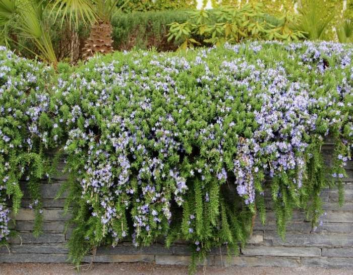 Potted trailing plant to place against wall